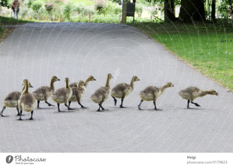 ten goslings waddle one after the other along a narrow road Environment Nature Plant Animal Spring Tree Grass Park Wild animal Goose Gosling Group of animals