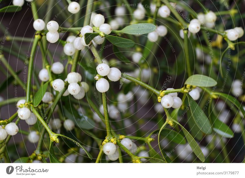 Close-up of green mistletoe with leaves and many white berries Environment Nature Plant Winter Leaf Blossom Mistletoe Twig Berries Hang Esthetic Authentic
