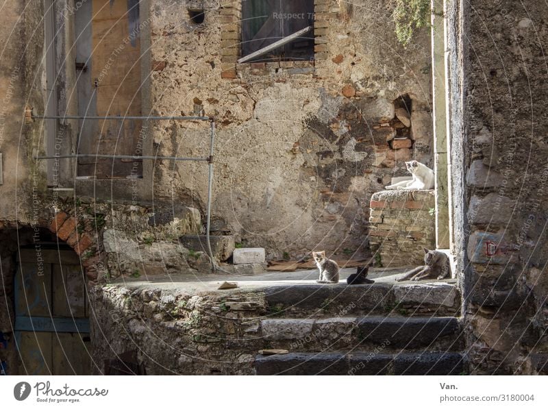 backyard Syracuse Sicily Small Town Deserted House (Residential Structure) Building Wall (barrier) Wall (building) Stairs Door Animal Cat 4 Group of animals