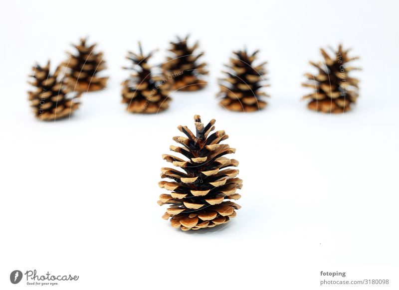 fir cones Decoration Christmas & Advent Plant Tree Brown White Fir cone Seed Background picture white background Depth of field Colour photo Copy Space top