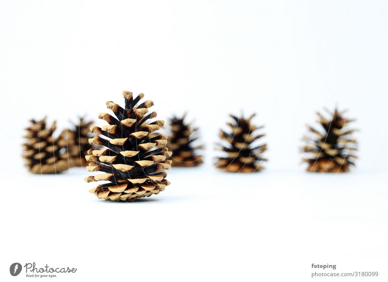 fir cones Handcrafts Knit Decoration Christmas & Advent Stockings Contentment Fir cone Wool photography Background picture Neutral Background White whiter Brown