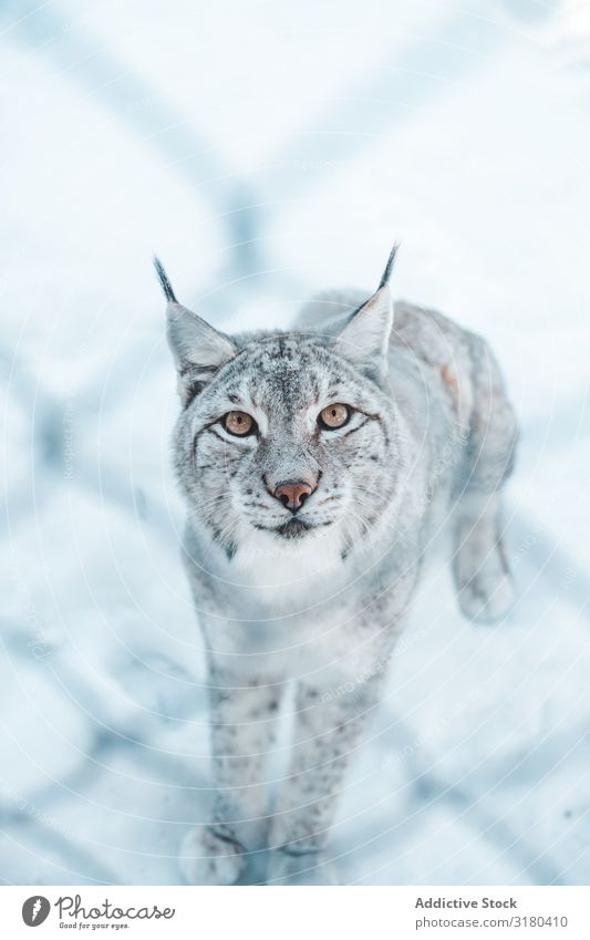 Lynx on snow field behind a grid Snow Winter Dangerous Wild Frost Wood Mountain Park Seasons Animal Mammal Nature wildlife Hunter Beast rare Wild cat furry