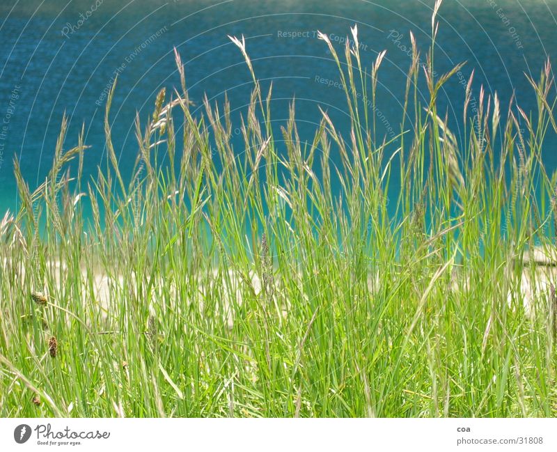 grass Grass Green Summer Fresh Water Coast Blue lake cauma
