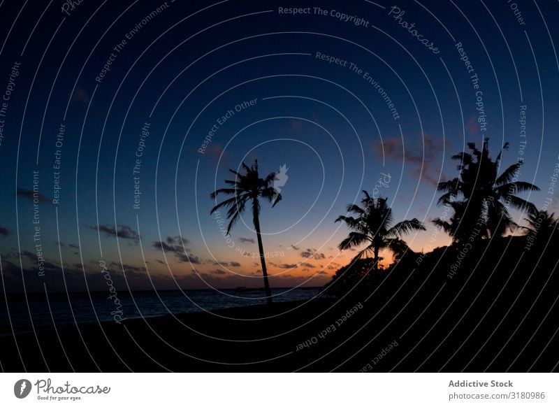 Silhouettes of palms against sunset sky on beach Palm of the hand Beach Sunset Ocean Sky Dark Tropical Paradise Tree Exotic Coast Water Clouds Evening Summer