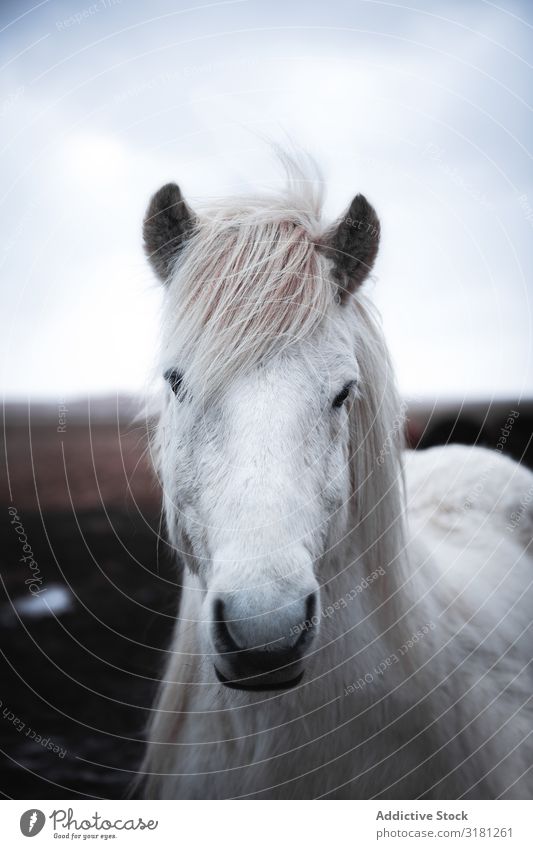 Horses in the mountains in Iceland icelandic Beautiful Animal wildlife Nature Vacation & Travel Exterior shot Wild Portrait photograph Mane Winter Brown