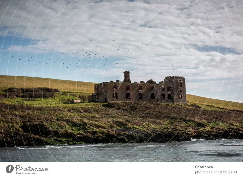 Factory ruin on the coast, a flock of ravens circles it Landscape Elements Sky Clouds Autumn Beautiful weather Grass Meadow Hill Rock Waves Beach Bay North Sea