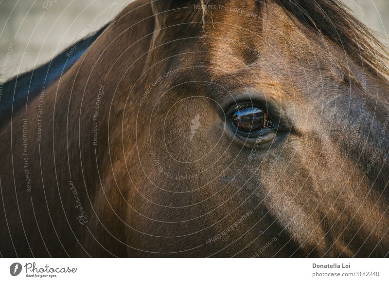 Eye of brown horse detail Beautiful Equestrian sports Ride Eyes Animal Pet Horse Zoo Petting zoo 1 Smart Brown Brown eyes Domestic look at camera Close-up