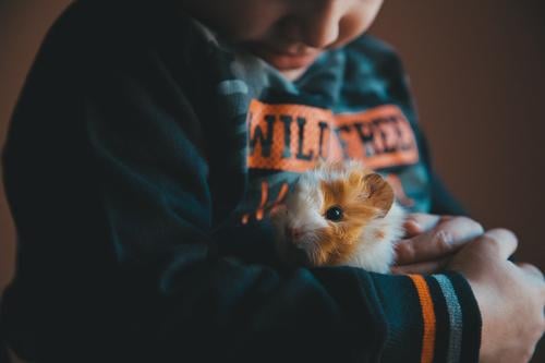 Little boy with Guinea pig pet Joy Happy Child Toddler Boy (child) Friendship Infancy Hand 1 Human being 1 - 3 years Animal Pet Smiling Happiness Together Small