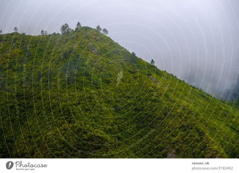 Fog Mountain on Madeira Environment Nature Landscape Plant Elements Climate Bad weather Wind Foliage plant Forest Virgin forest Hill Threat Fresh Gloomy Green