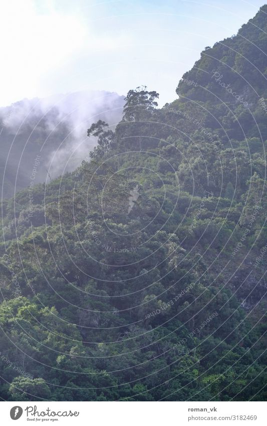 Madeira's forests Environment Nature Landscape Plant Climate Climate change Weather Beautiful weather Fog Tree Forest Fresh Gigantic Infinity Contentment jungle