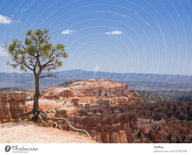 Bryce Canyon Vacation & Travel Tourism Adventure Far-off places Freedom Nature Landscape Tree Bryce Canyon National Park Utah Americas USA Environment