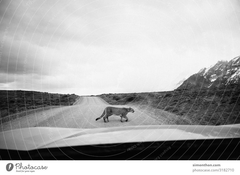 cougar Nature Animal Wild animal Puma 1 Adventure Chile South America Patagonia Supple Adventurer Elegant Car Windscreen Street Black & white photo