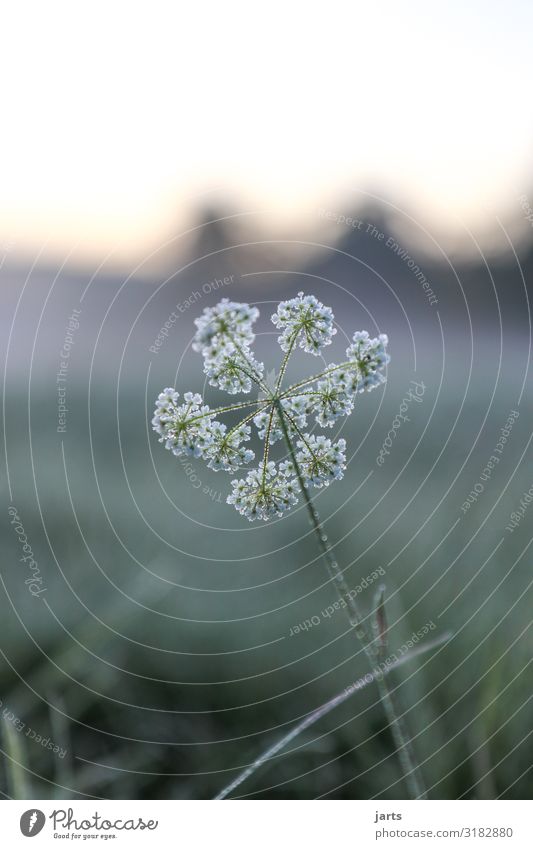 frost blossoms Nature Plant Autumn Winter Climate Ice Frost Flower Meadow Field Fresh Cold Wet Natural Colour photo Subdued colour Exterior shot Close-up