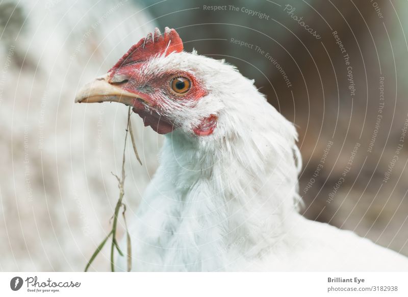 Caught pecking at a blade of grass Elegant Summer Nature Garden Farm animal Rooster Barn fowl 1 Animal To feed Authentic Cool (slang) Near Natural Curiosity