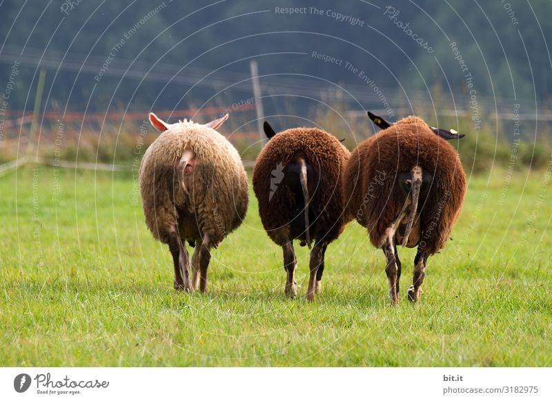 Dreiklang l Two black sheep. Sheep Flock Willow tree Meadow Animal Nature Herd Farm animal Grass Landscape Group of animals Wool green Environment To feed Pelt