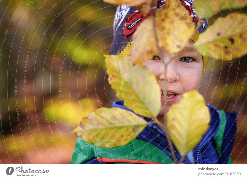 Small boy hiding behind leaves Playing Boy (child) Face 1 Human being 1 - 3 years Toddler Nature Autumn Twigs and branches Beech tree Forest Observe Laughter