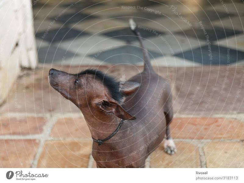 mexican hairless dog II , cuba House (Residential Structure) Friendship 1 Human being Animal Pet Dog Authentic Cool (slang) Friendliness Beautiful Uniqueness