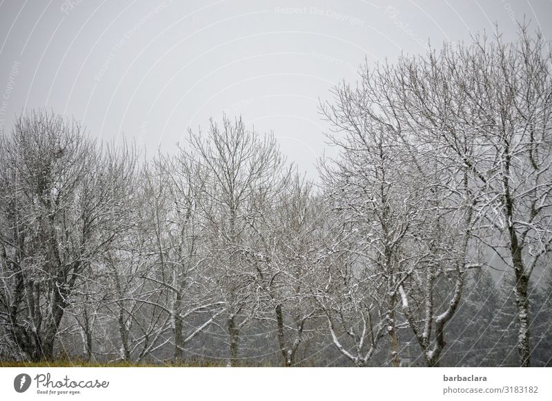 cold November morning Nature Landscape Elements Sky Autumn Winter Ice Frost Snow Tree Bushes Forest Cold Gray White Moody Beginning Expectation Climate Calm