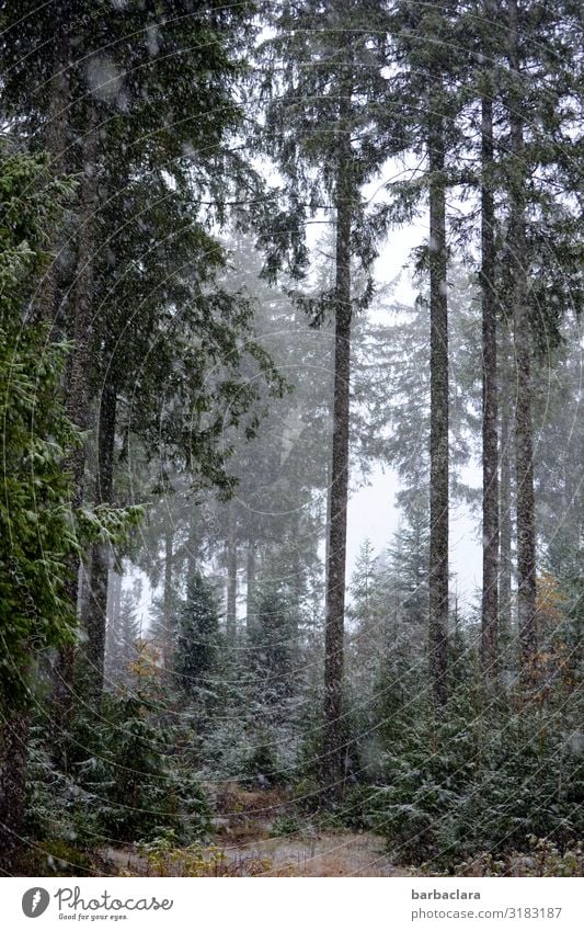 Forest walk with snowflakes Landscape Elements Autumn Winter Fog Ice Frost Snow Snowfall Black Forest To enjoy Dark Tall Cold Gray Green White Moody Relaxation