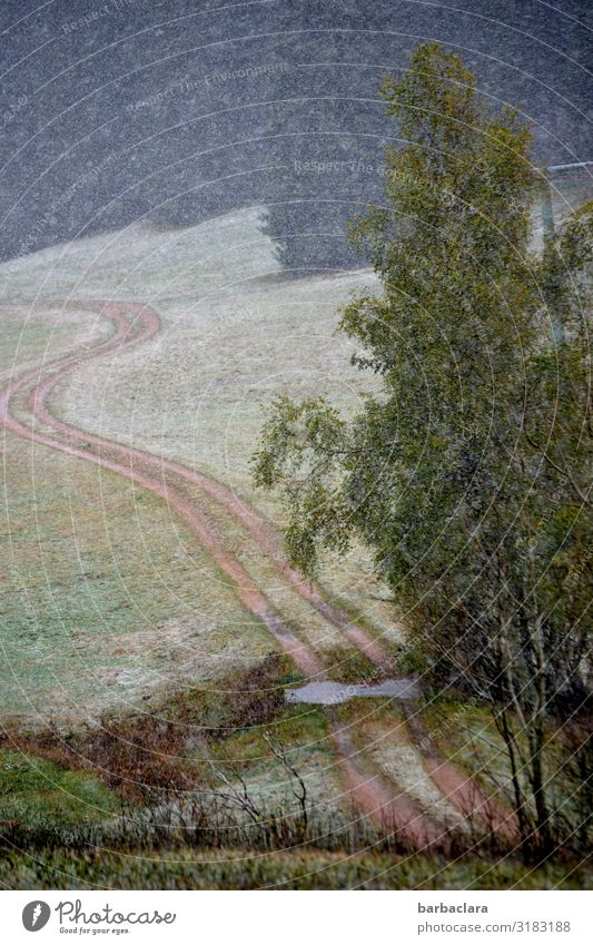 first snow in the Black Forest Nature Landscape Elements Earth Air Water Autumn Winter Climate Snow Tree Grass Field Brook Lanes & trails Footpath Cold Wet