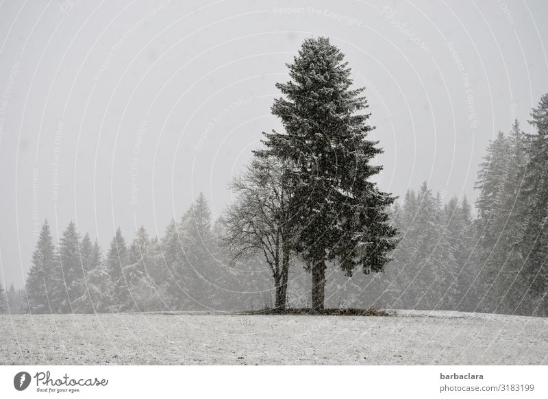 snow from yesterday Landscape Elements Winter Fog Snow Snowfall Tree Meadow Forest Stand Cold Gray Black White Moody Climate Nature Environment Subdued colour