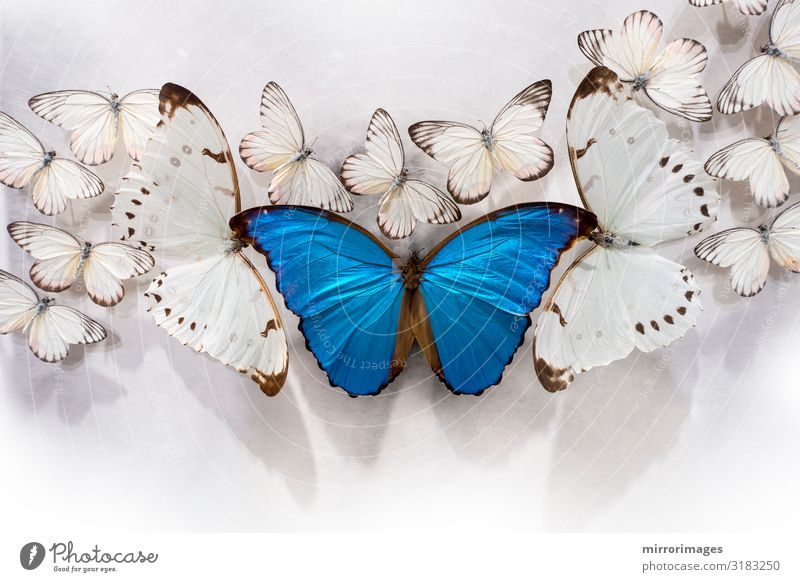 bunch of white butterflies, two bigPieris rapae, and a big Blue Morpho on a white table top Beautiful Nature Animal Butterfly Natural White Beauty Photography