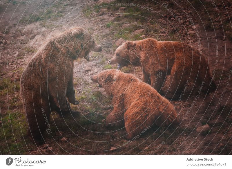 Mother bear playing with bear cubs Bear Baby animal Brown Animal Nature Playing wildlife Mammal big Risk Family & Relations fauna motherhood Powerful fearsome
