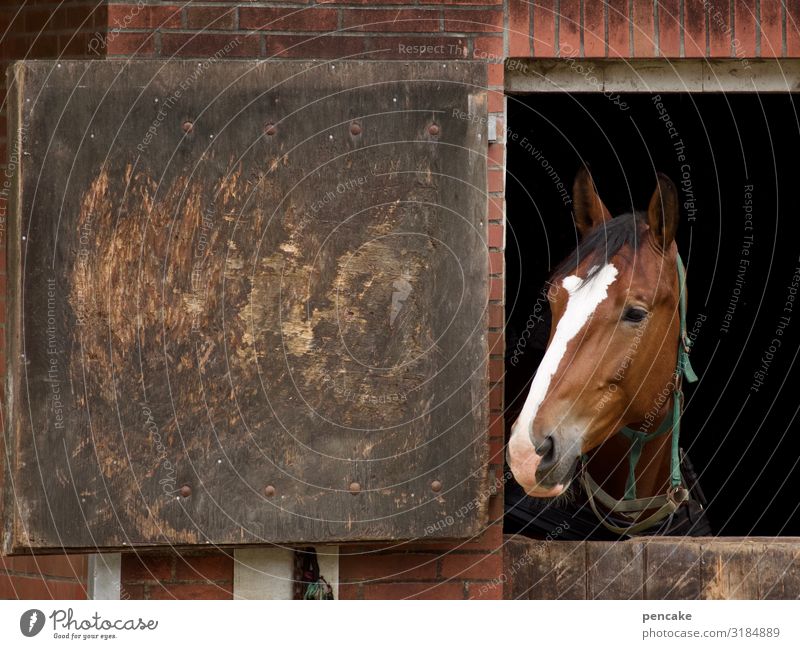 open stable Animal Horse 1 Observe Horse's head Barn door Open Divided stable door Colour photo Exterior shot Close-up Detail Copy Space left Animal portrait