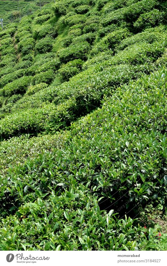 Tea Garden Beverage Plant Green tea garden brew drink plantation Cultivation Farm estate Crops trimmed Cut pruned top surface close Vantage point mountain slope