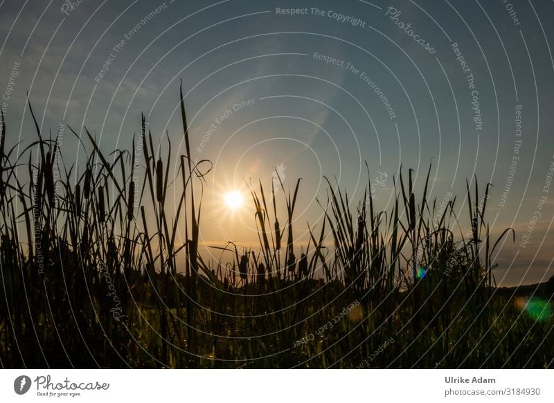 Cattail (Typha) at sunrise in the Teufelsmoor near Worpswede Back-light Sunlight Silhouette Dawn Exterior shot Colour photo Mystic Moody naturally Germany Marsh