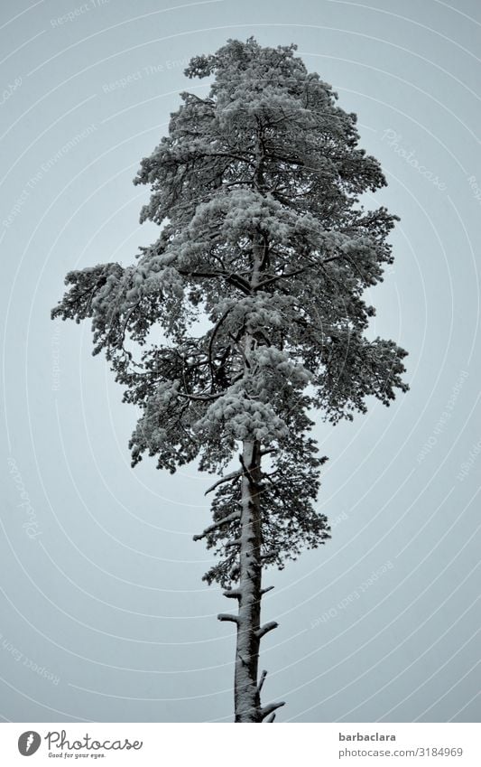 Stately pine in winter Elements Sky Winter Snow Tree Pine Stand Large Tall Cold Blue White Colour photo Subdued colour Exterior shot Detail Pattern