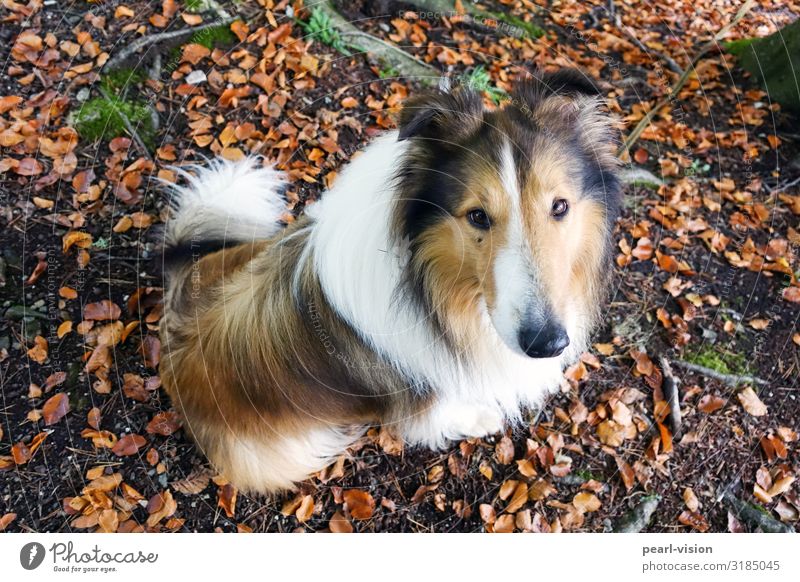 Merlin & Autumn Nature Leaf Pet Dog Collie 1 Animal Looking Wait Colour photo Exterior shot Bird's-eye view Animal portrait Looking into the camera Upward