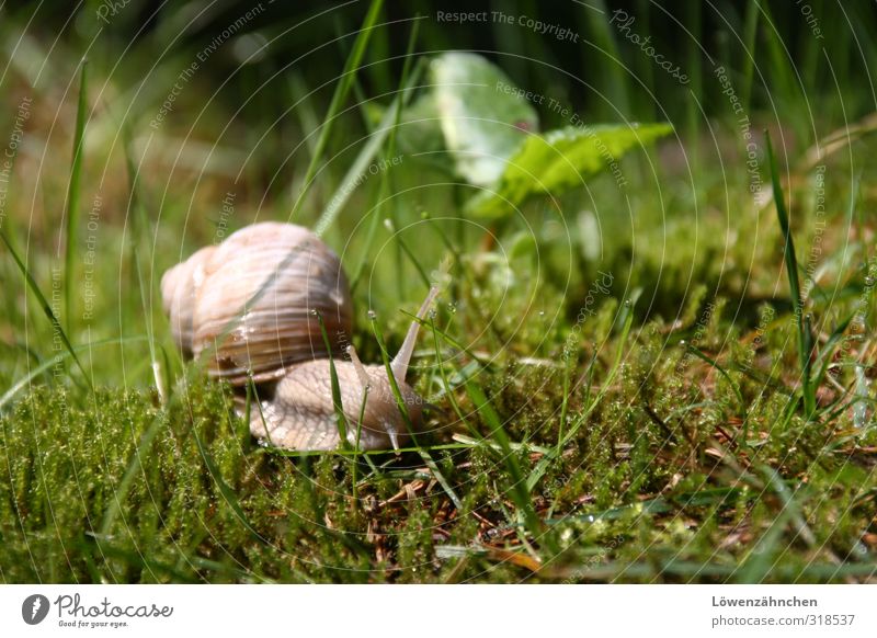 Snail in spring Nature Plant Spring Grass Moss Forest Vineyard snail 1 Animal Small Green Contentment Patient Calm Loneliness Life Growth Glittering Illuminate