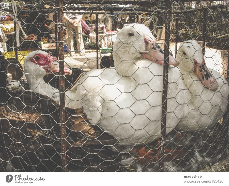 Goose Cage Consumption Cruelty to animals Cage keeping Animal welfare Meat Food Nutrition Farm animal Bird 3 Flock Pair of animals Sustainability Responsibility