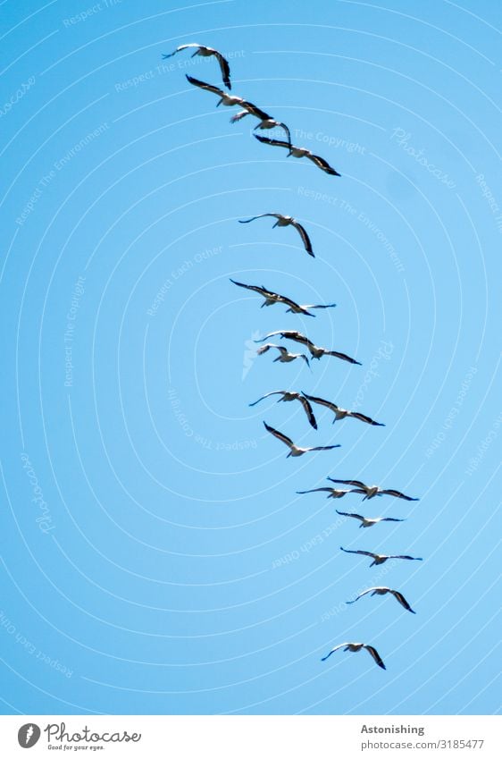 In flight Environment Nature Plant Air Sky Cloudless sky Summer Animal Wild animal Bird Wing Pelican Flock Flying Blue Group Floating Many Black White Society