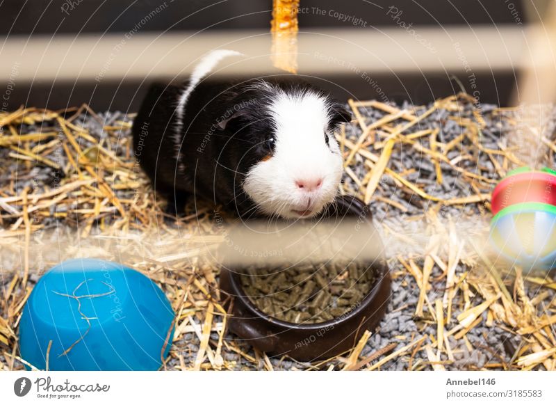 Guinea-pig black and white in its cage, little cute pet close-up Drinking Face Adventure House (Residential Structure) Family & Relations Exhibition Nature