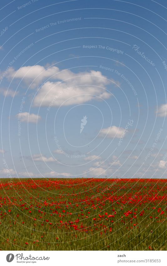22 December - beginning of spring II Agriculture Landscape Sky Clouds Beautiful weather Plant Flower Blossom Agricultural crop Poppy Poppy blossom Meadow Field