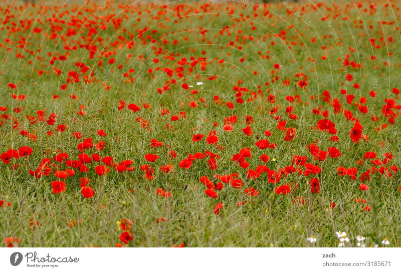 Happy Mohnday Agriculture Landscape Plant Flower Blossom Agricultural crop Poppy Poppy blossom Meadow Field Brandenburg Growth Colour photo Exterior shot
