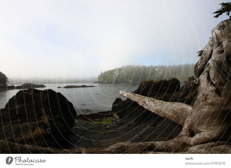 coastal fog Calm Far-off places Ocean Island Mountain Nature Landscape Plant Water Autumn Bad weather Fog Rain Tree Forest Hill Rock Coast Dark Cold Gray