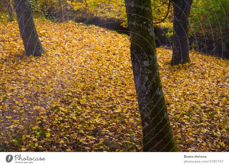 leaf lamps golden foliage leaves Autumn autumn colours autumn mood Leaf lights tree trunks Autumn leaves Autumnal Autumnal colours Early fall