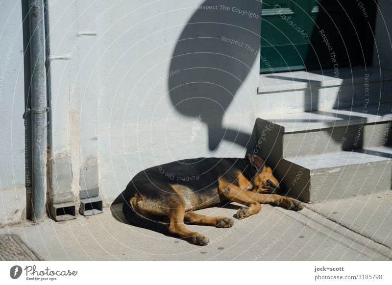 Dog life, just lazing around Summer Wall (building) Stairs Entrance Sidewalk Pet Downpipe Lie Sleep Authentic Gray Relaxation Shadow play Sleeping place