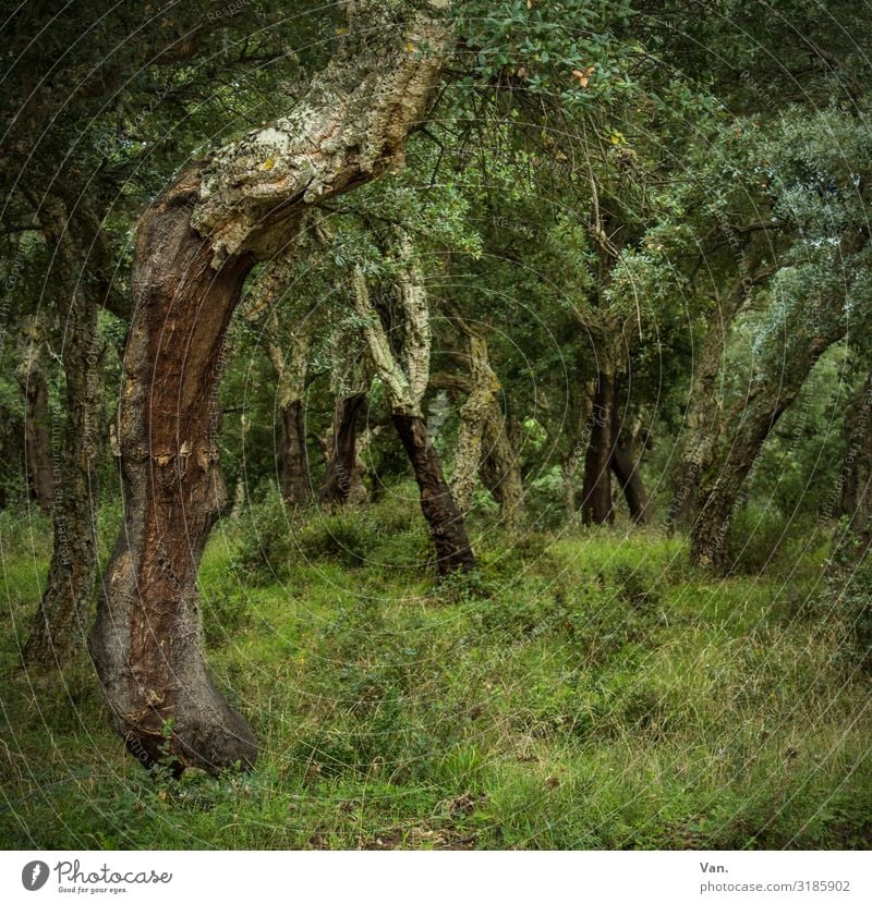 fairytale forest Nature Landscape Summer Plant Tree Grass Bushes Moss Forest Dark Green Leaf Tree trunk Colour photo Subdued colour Exterior shot Deserted Day