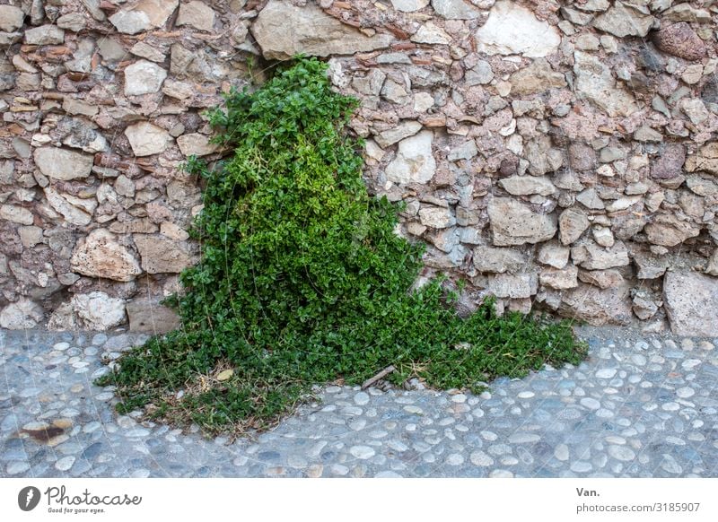 green source Nature Plant Ivy Wild plant Village Wall (barrier) Wall (building) Lanes & trails Cobbled pathway Growth Brown Green Stone Colour photo