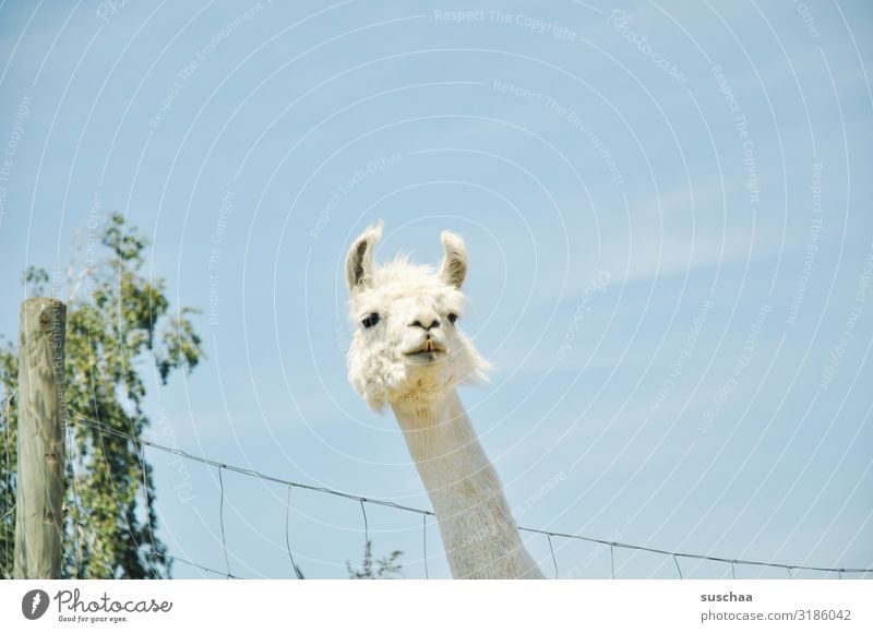 a lama (2) Llama Animal Pet Farm animal Camel Spit Looking Even-toed ungulate Herd animal assisted therapy Courtyard Pasture Enclosure Fence Fence post Pelt