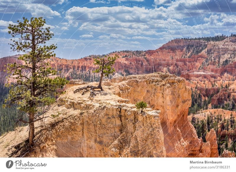 Scenice view with trees, Bryce Canyon Utah USA Vacation & Travel Mountain Nature Landscape Sky Tree Park Rock Monument Stone Gold Red Serene bryce point