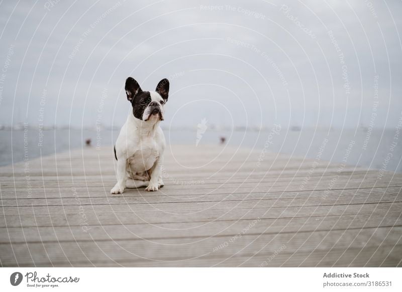 Cute dog on pier near sea Dog Jetty Ocean Sit Beach french bulldog Looking away Water Pet Waves Friendship Gray Dull Moody Coast Puppy Domestic Purebred