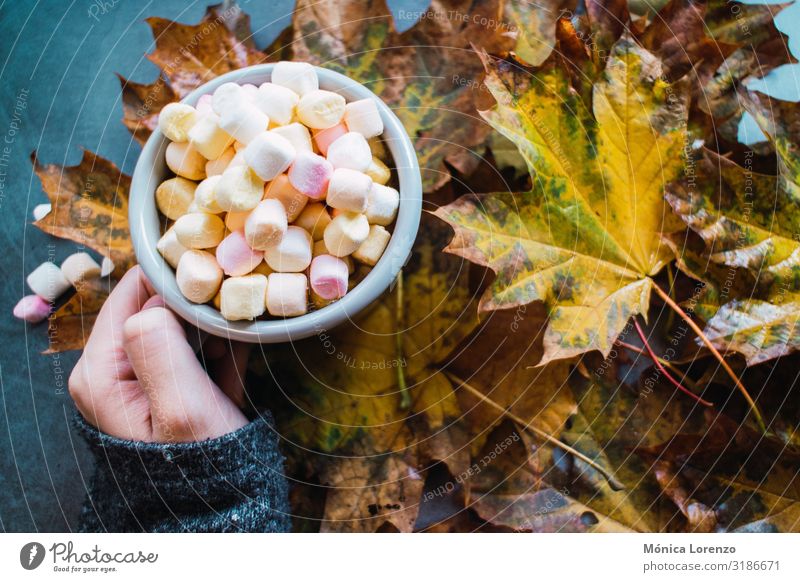 Woman holding a mug of hot chocolate with marshmallows. Beverage Coffee Tea Winter Table Autumn Warmth Leaf Concrete Wood Love Hot Brown Yellow Gray blogging