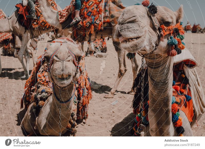 Funny camels in desert Camel Desert Caravan saddled Cairo Egypt Ornament Vacation & Travel Nature Sand Trip Sunbeam Day Dry arid Tourism Dromedary Animal