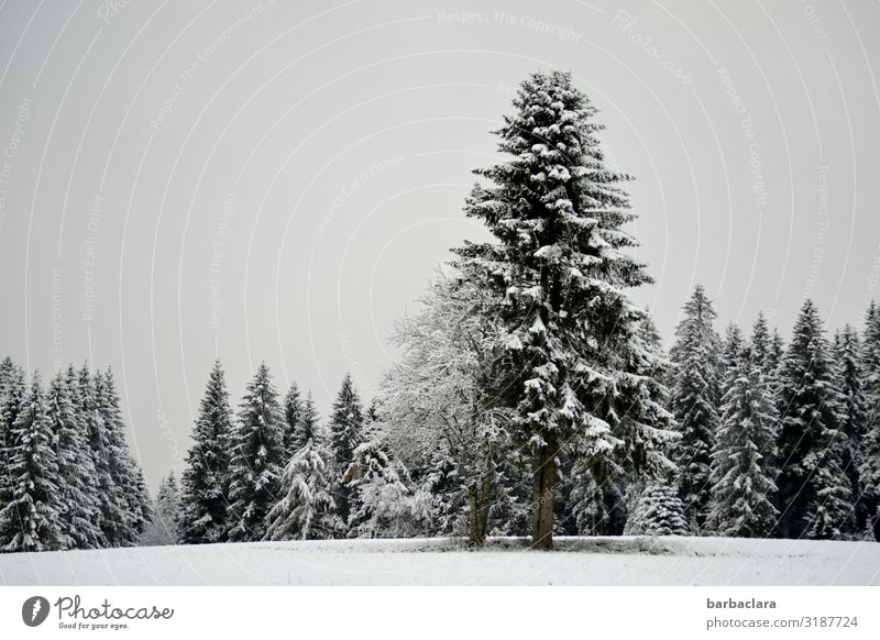 oh fir tree Christmas & Advent Landscape Elements Winter Ice Frost Snow Tree Fir tree Forest Black Forest Stand Esthetic Cold Gray White Moody Anticipation Hope