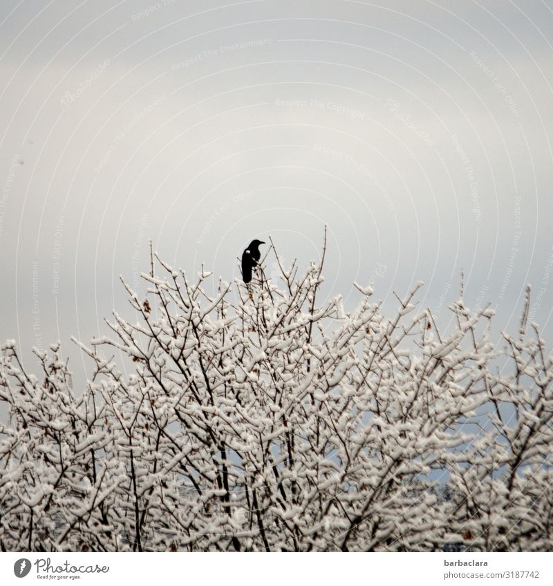 Black on White Nature Plant Animal Cloudless sky Sunlight Autumn Winter Ice Frost Snow Tree Twigs and branches Bird Raven birds 1 Freeze Sit Cold Above Moody